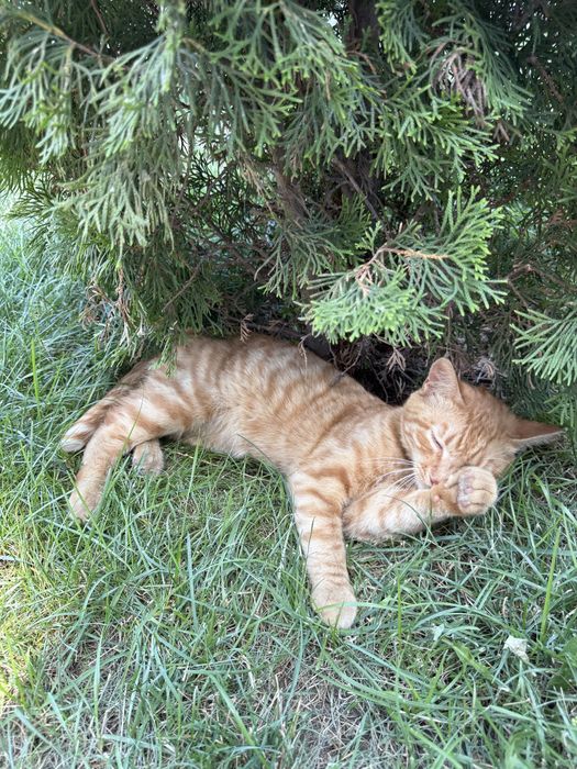 Отдам кота в добрые руки