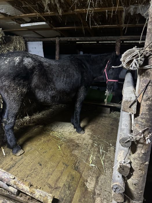 Сауын бие сатылады екеуі көктемде туады