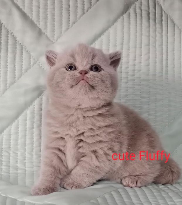 Продажа британских котят