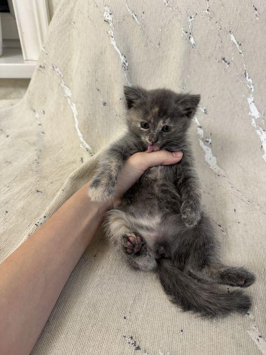Котенок в добрые руки