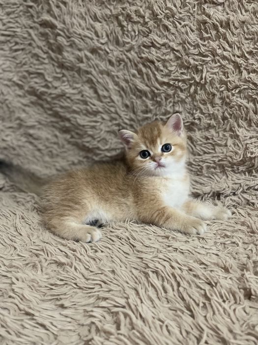 Продается скоттиш страйт (окрасом золотая шиншилла)