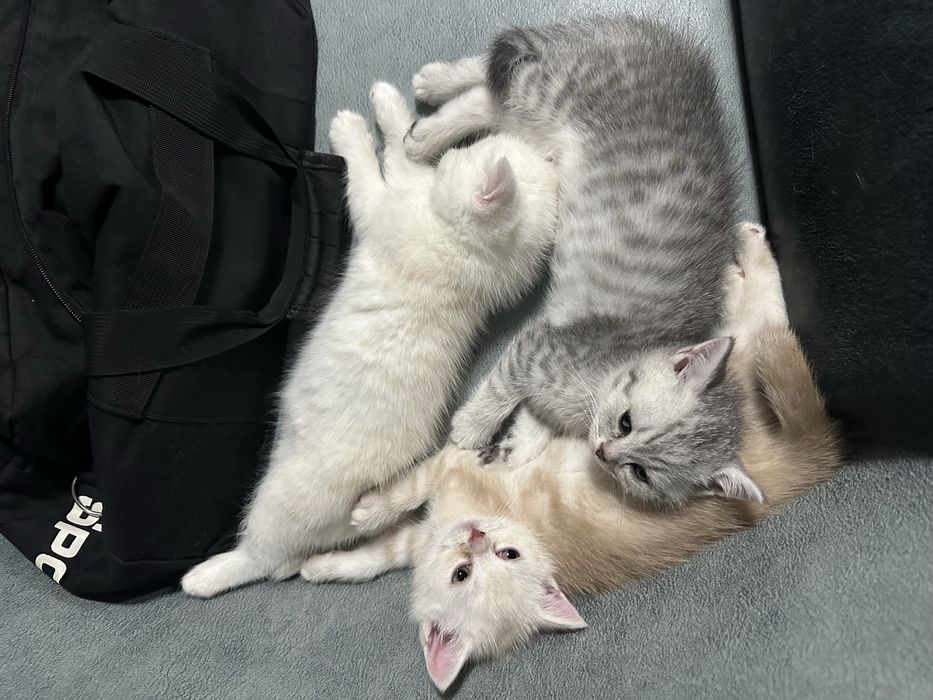 Mushukchalar sotiladi skotish strayt va britanskiy shinshilla