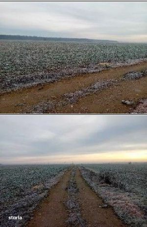 Teren extravilan Snagov, ID: R2884549