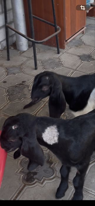 Козлята Камори - Нубийские .(мальчики)