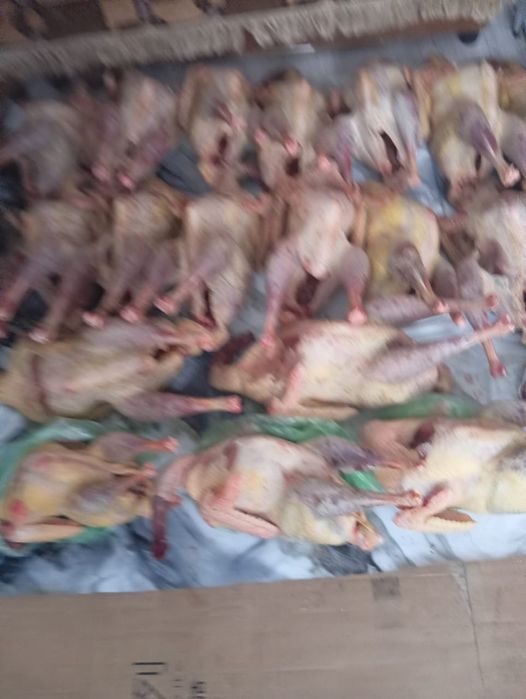 Продам домашних гусей уток индюков