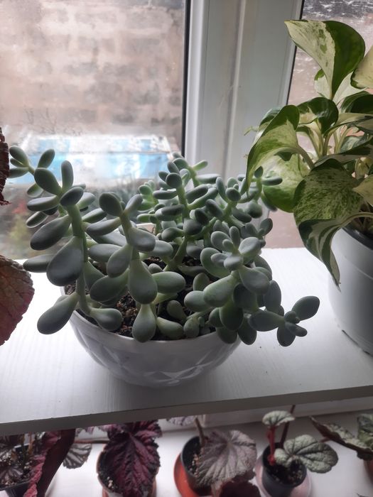 Продам комнатные цветы.  Шымкент