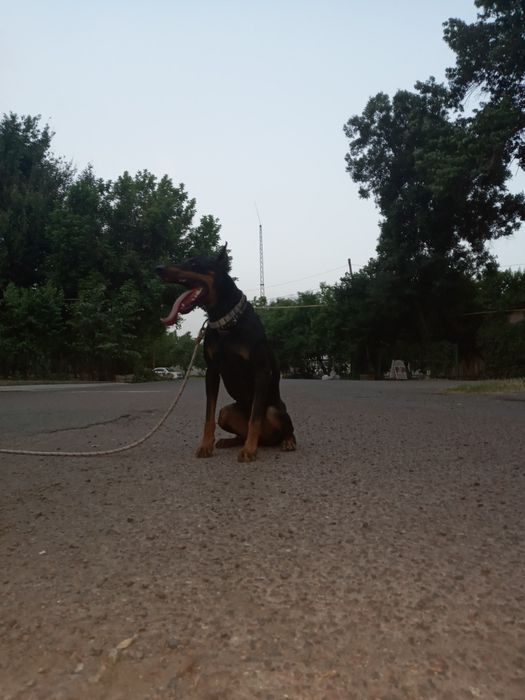Дрессировка сабак