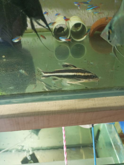 Продаются рыбы для аквариума