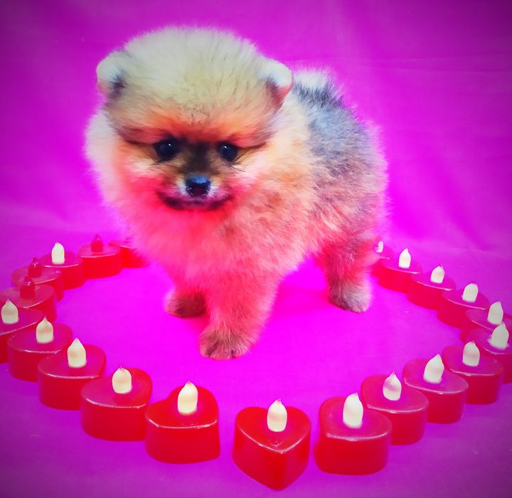 Щенки померанского шпица