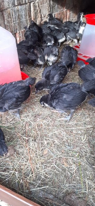 Vând oua australorp. Pui australorp. Păsări australorp
