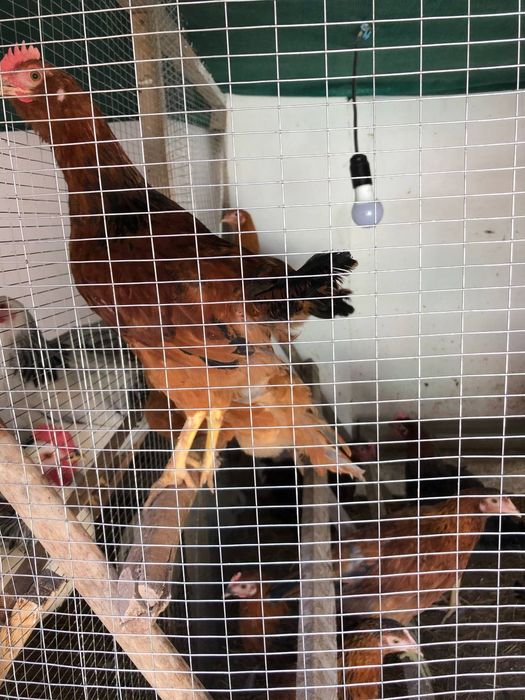 Arman porno aktrisalar rasmlar