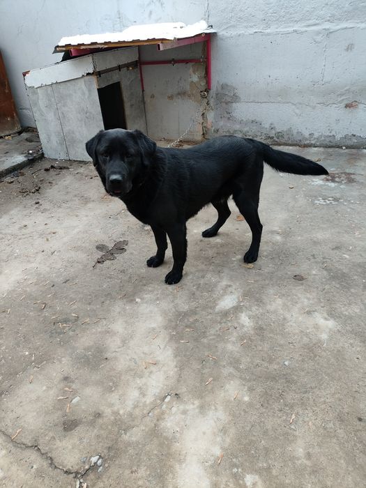 Продаются чистокровные лабрадор ретривер