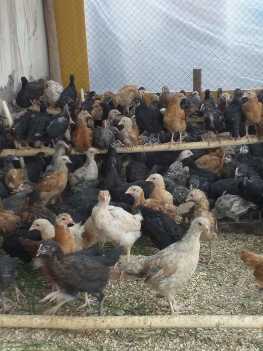 Jo'ja sotib oling daromad qiling