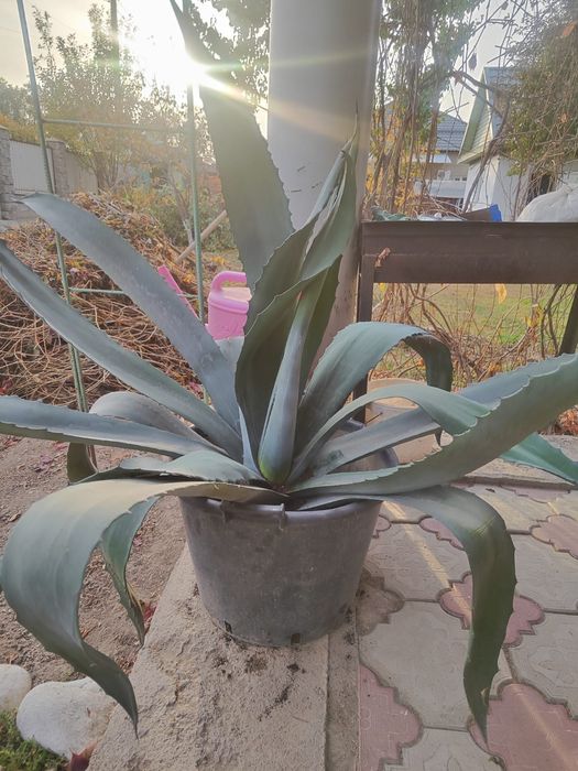 Большая Голубая Агава