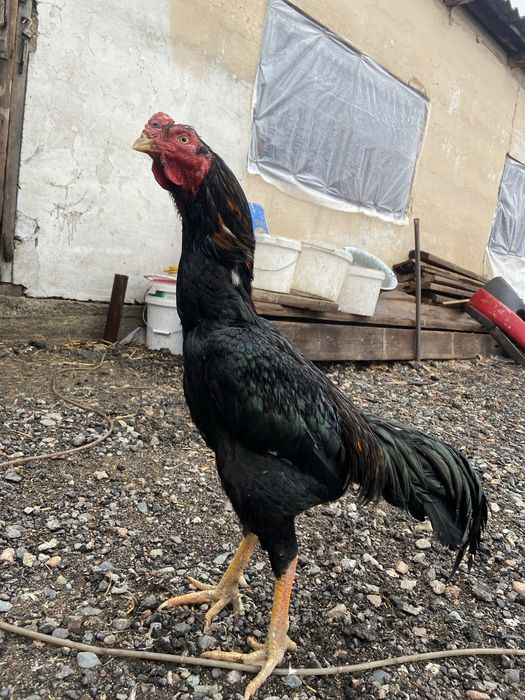 Продам дакана хам туляк