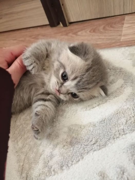 Скоттиш Фолдики и Страйты.