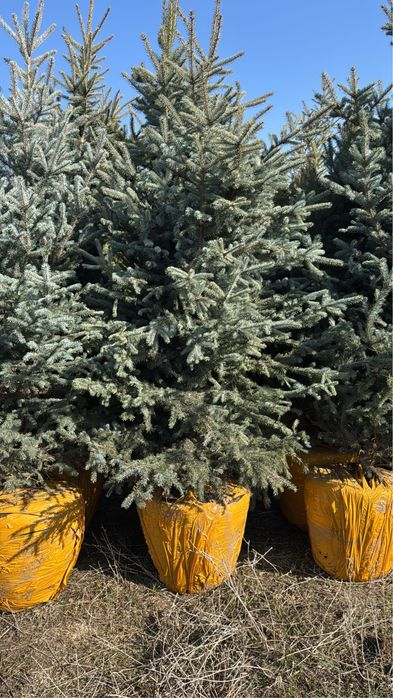 Голубая ель 4-5 метров