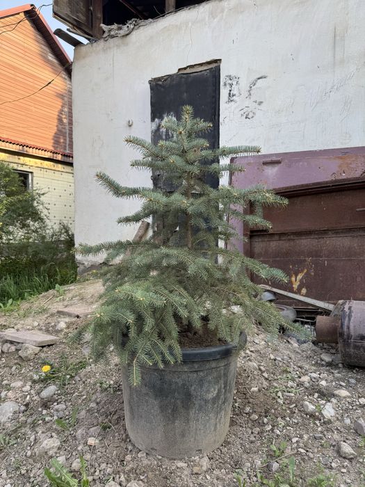 Хвойные деревья продается