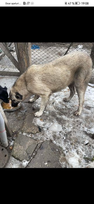 Female Kangal 8 luni