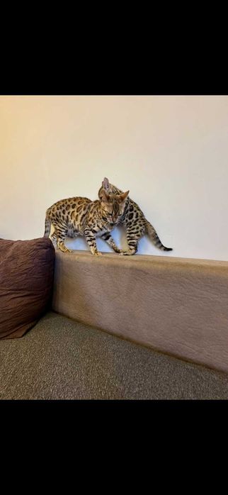 Бенгалска котка , родословие перфектни родители