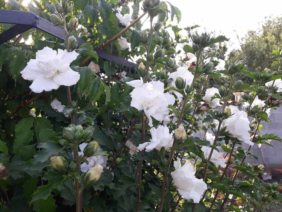 Хибискус Кичест 4 налични цвята