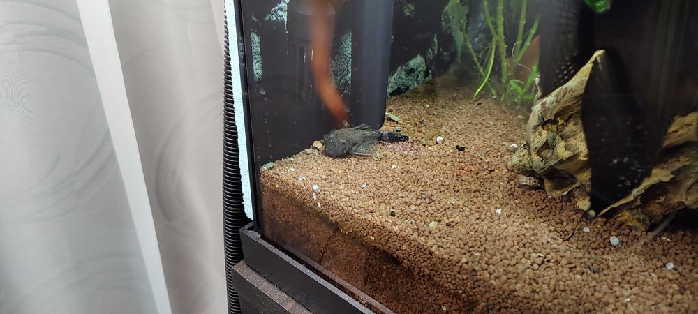 Продавам малки черни Молинезии и няколко средно големи Анцистроси