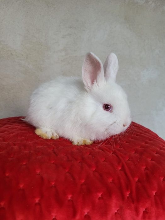 Iepurași pitici,simpatici pentru o familie iubitoare