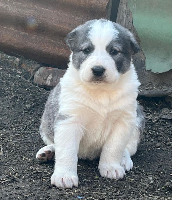 Алабай    щенки