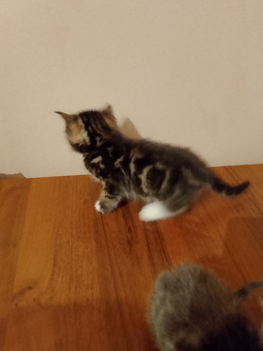 Срочно скотиш страйт