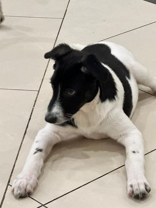 Пристрою красавицу