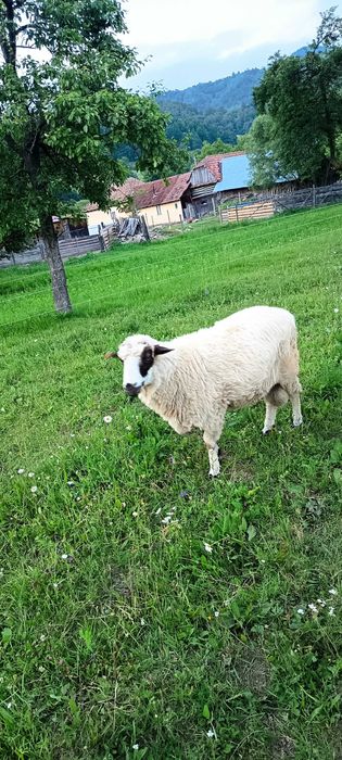Animale de vânzare urgent