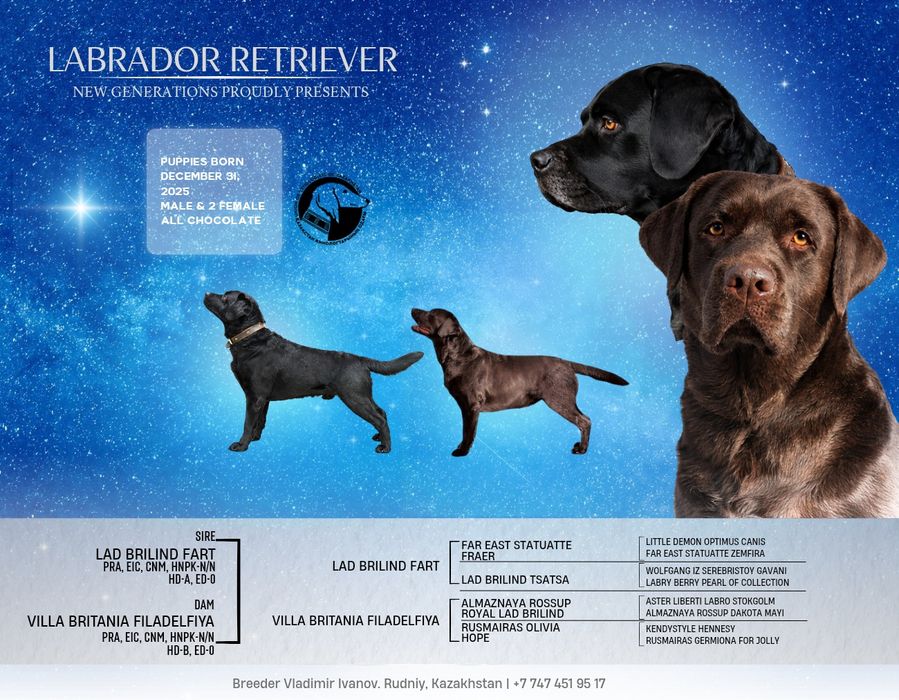 Продам щенков породы Лабрадор-ретривер