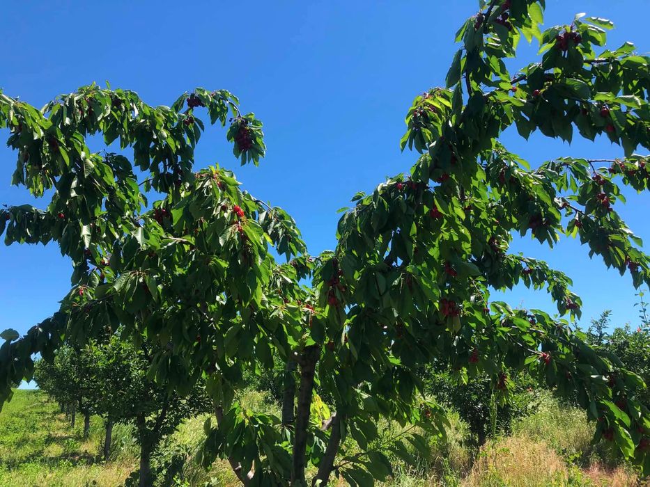 Cireșe bio gustoase