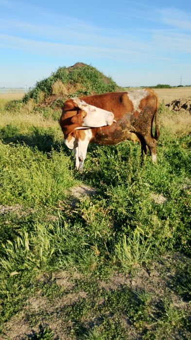 Vaca gestanta de vanzare