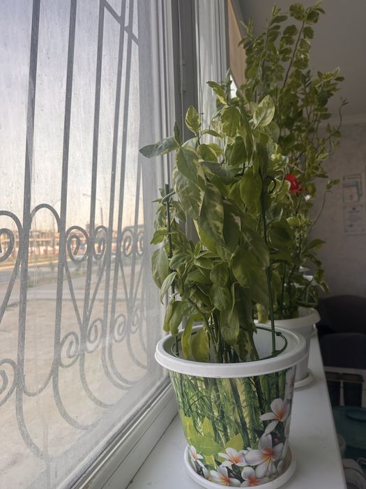 Бөлме гүлдері сатылады 30см -1м,