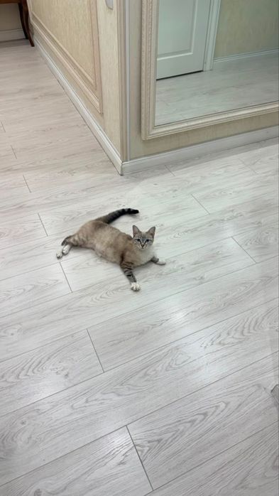Отдам в добрые руки кошечку