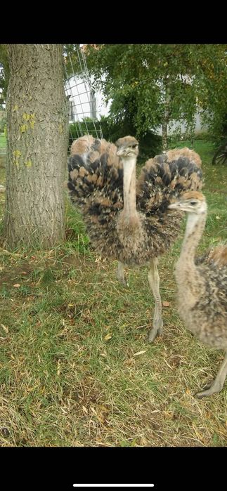 Promotie pui de strut!