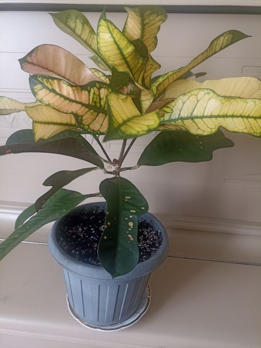 Кротон (кодеум) продам