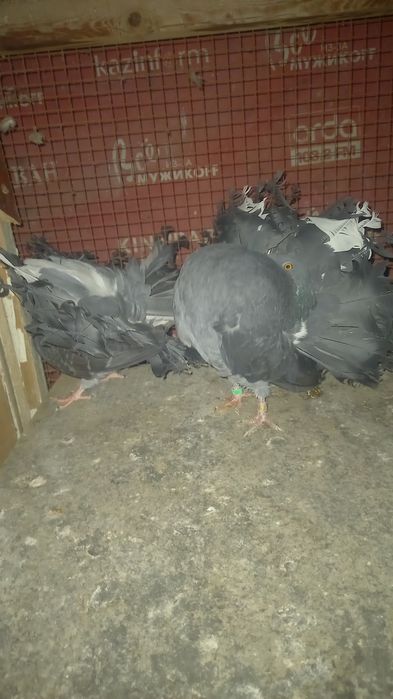 Голуби пара кептер павлины