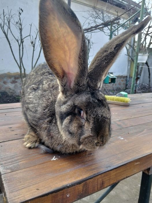 Uriaș german femela