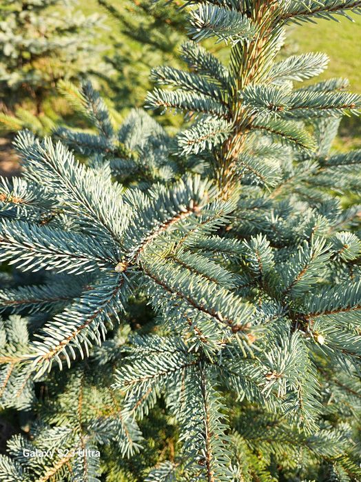 Brad argintiu cu balot de pamant