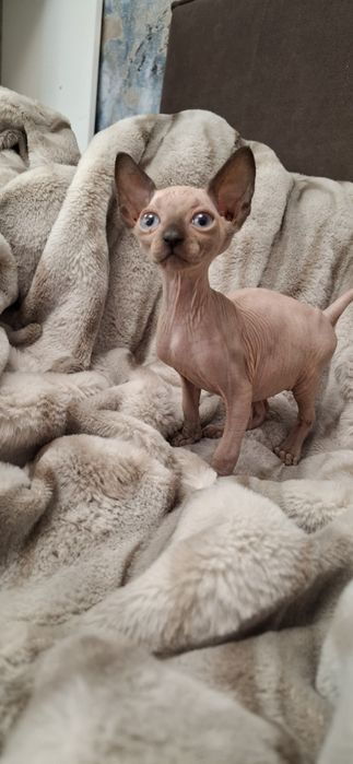 Котята донского сфинкса мальчики