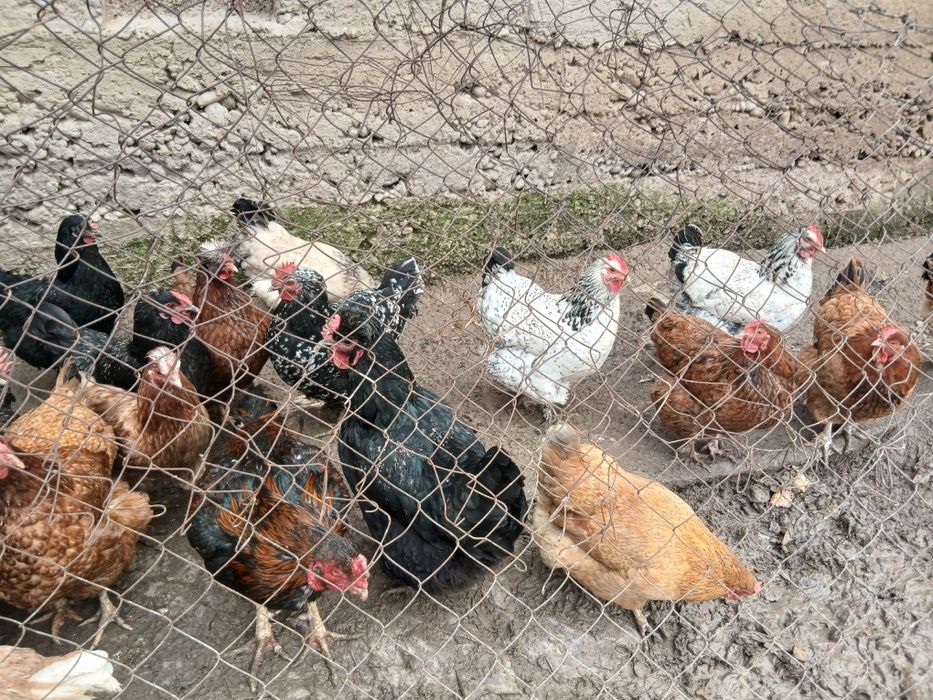 Продам домашних  кур