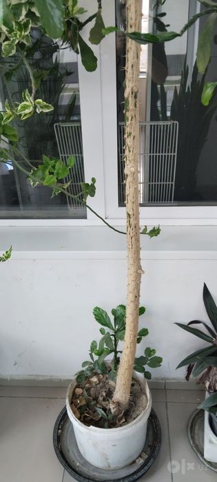 Euphorbia Kaktus 3 m