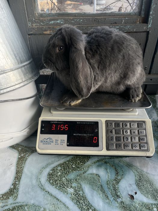 Продам кроликов , фб крольчата