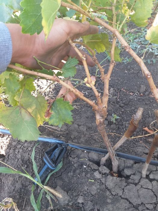 Butasi vita de vie altoita anul 2 și anul 3