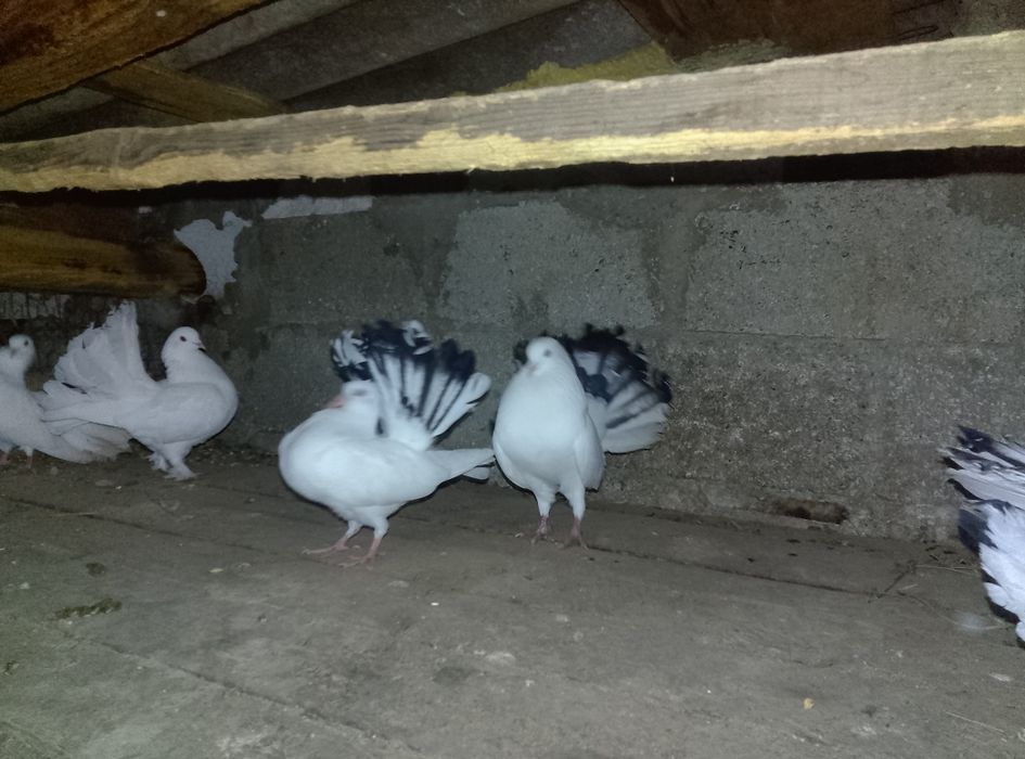 Vând  7 porumbei rotati