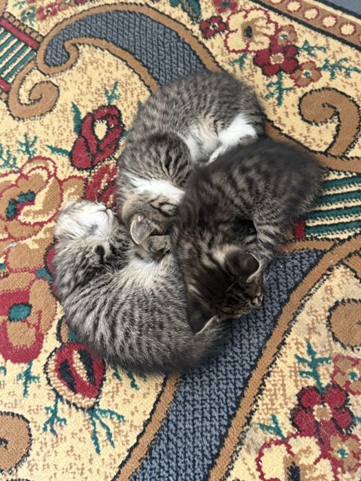 Милые котята ищут дом