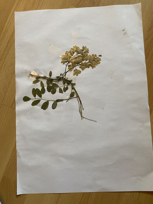 Realizez ierbar/ buruienar