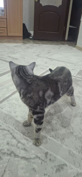 Продам кота ,чистый , красивый